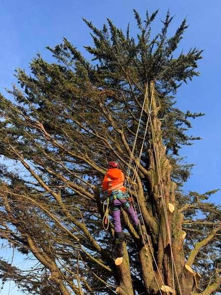 Pruning & Crown Reduction