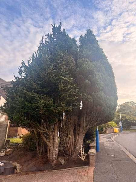 Overgrown conifer before reduction