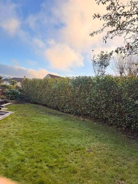 Hedge cut back and lawn tidied