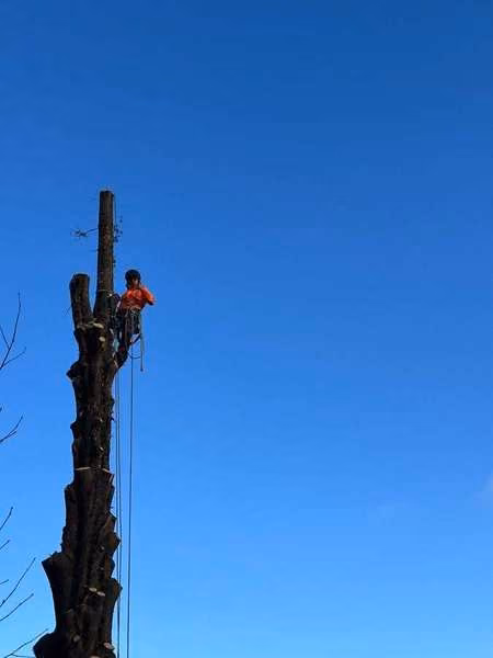 Tree dismantled down to the main stem