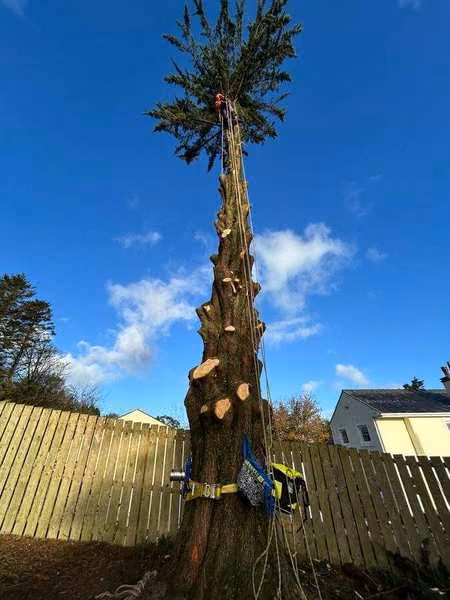Conifer topped and reduced beside a new fence