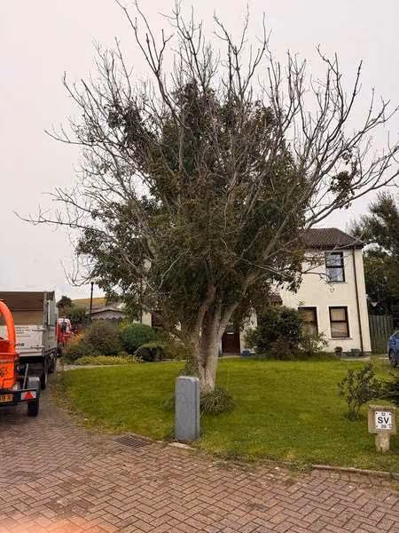 Tree beside a house ready for work